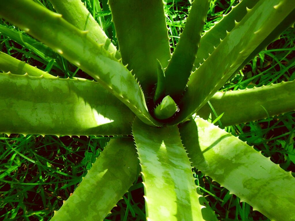 Aloevera