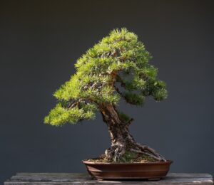 Bonsai