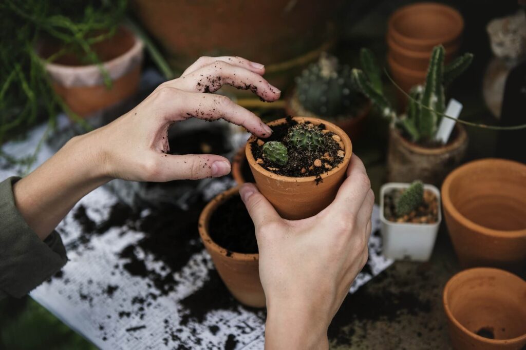 Indoor plants thriving in a bright living room