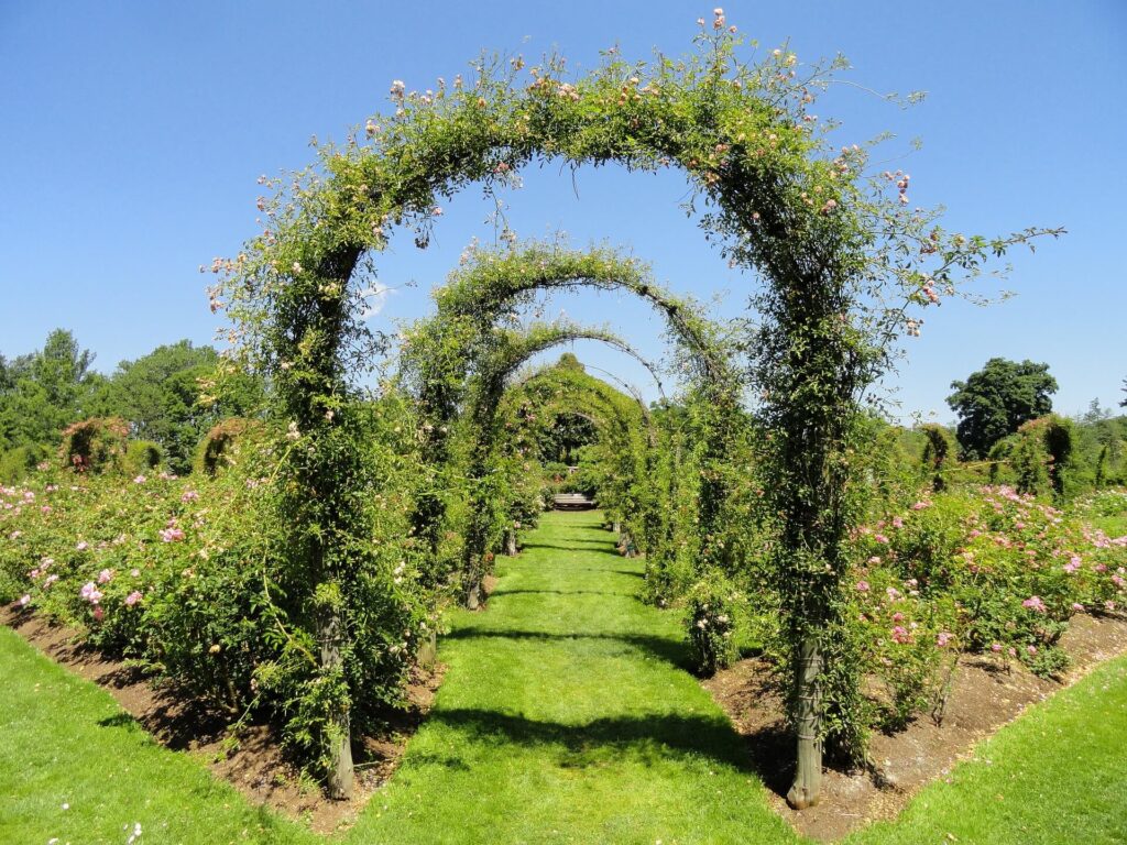  A garden trellis supporting vibrant climbing plants.