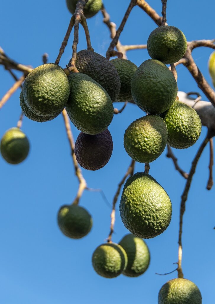 Guide to growing avocado trees in pots