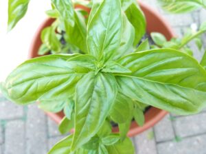 Sweet Basil Plant in a Garden