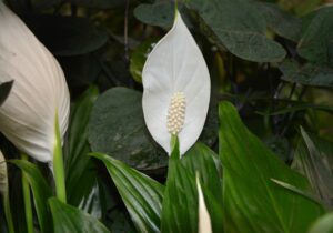 Peace Lily (Spathiphyllum)