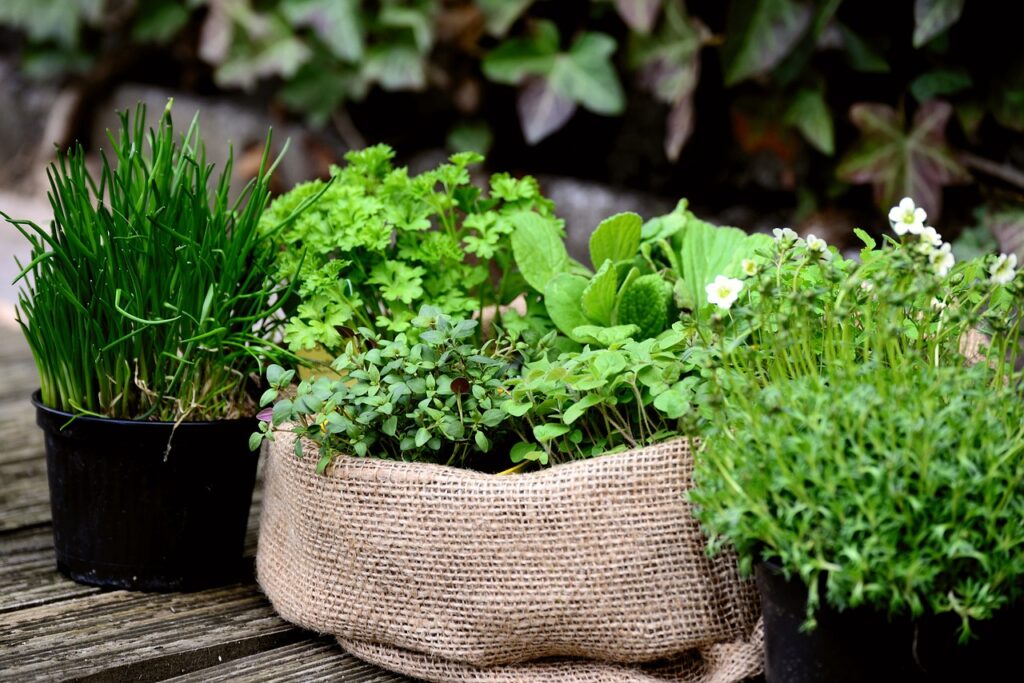 Herb Garden