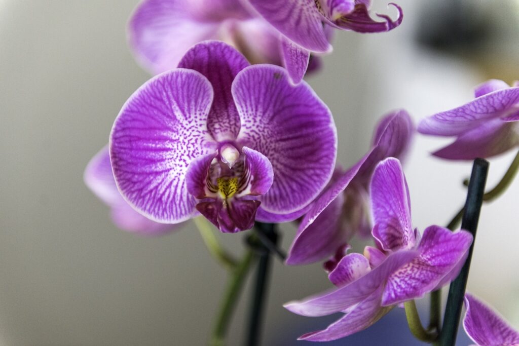 Orchid