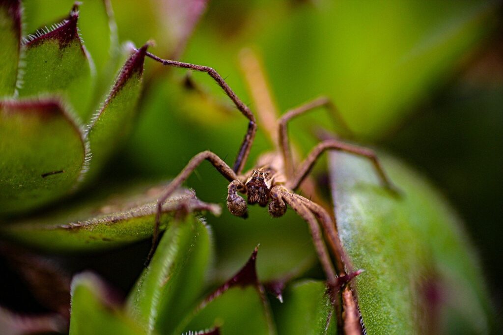 inspect in the garden