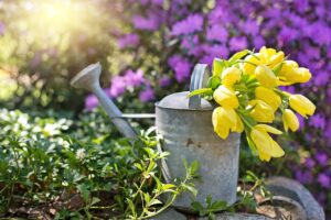 watering can