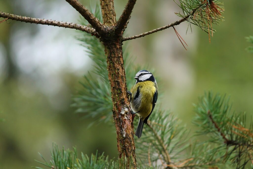 Bird-friendly garden