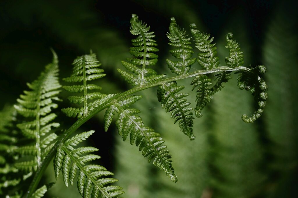 Lush Boston Fern with cascading fronds in a decorative pot.