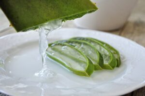 Potted Aloe Vera plant placed indoors with proper sunlight exposure.