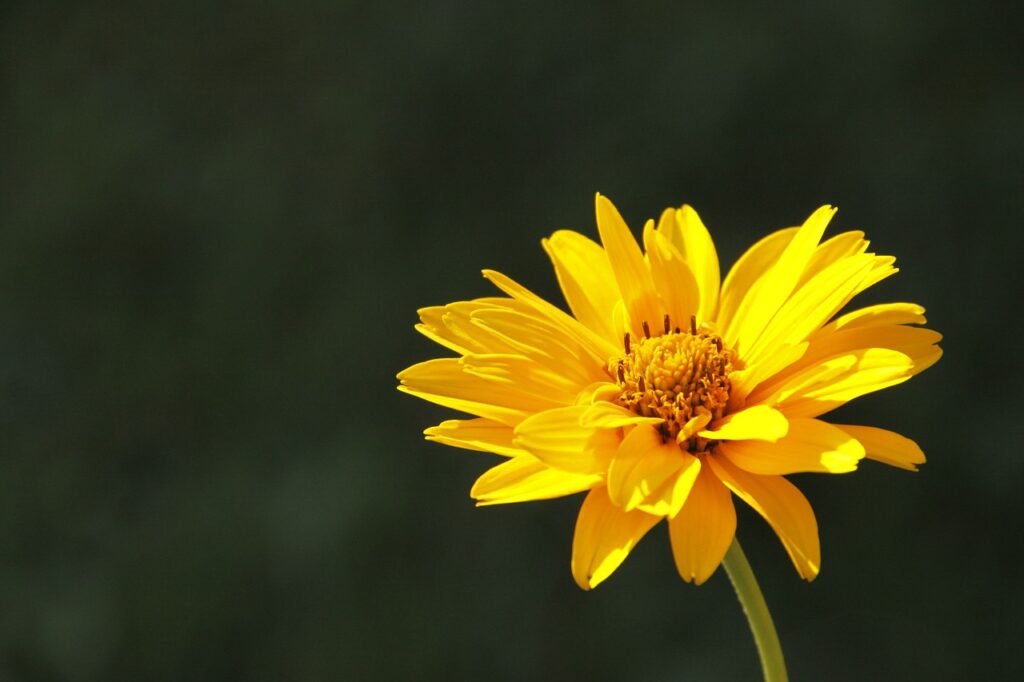 Close-up of Arnica leaves showing healthy green foliage.