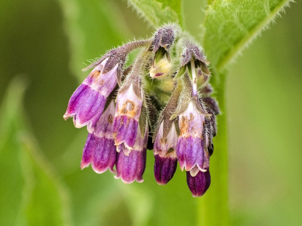 Close-up of Comfrey leaves showing healthy green foliage.