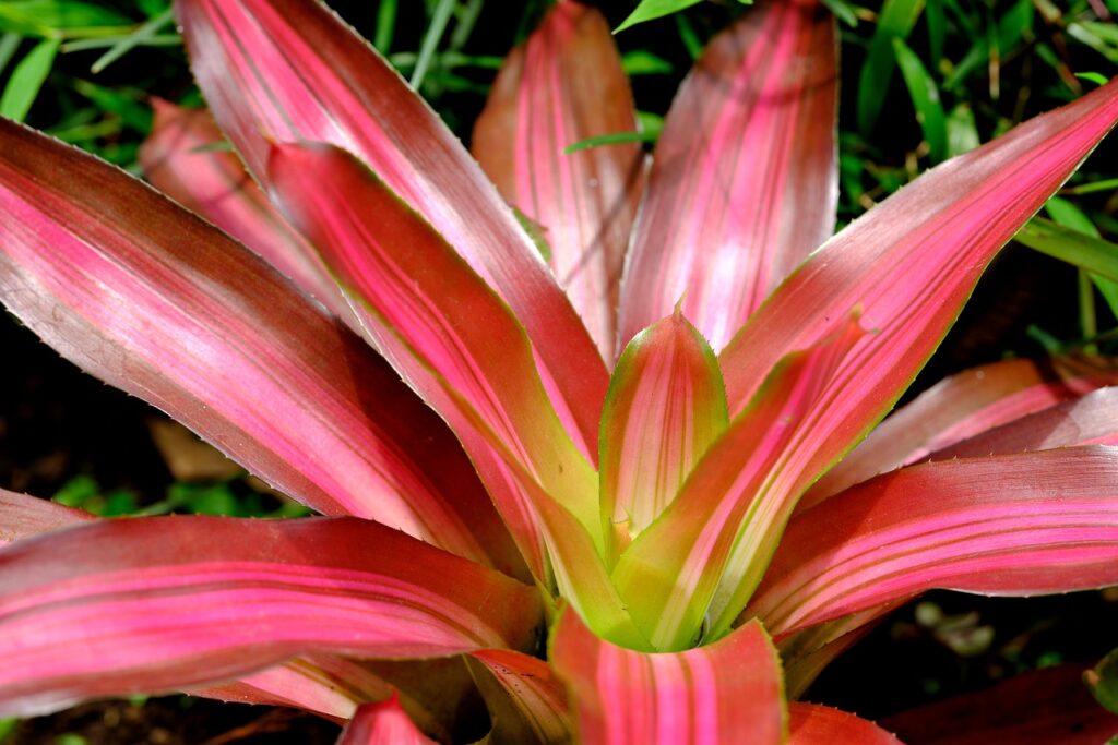 Pineapple plant with vibrant fruit in a garden setting.