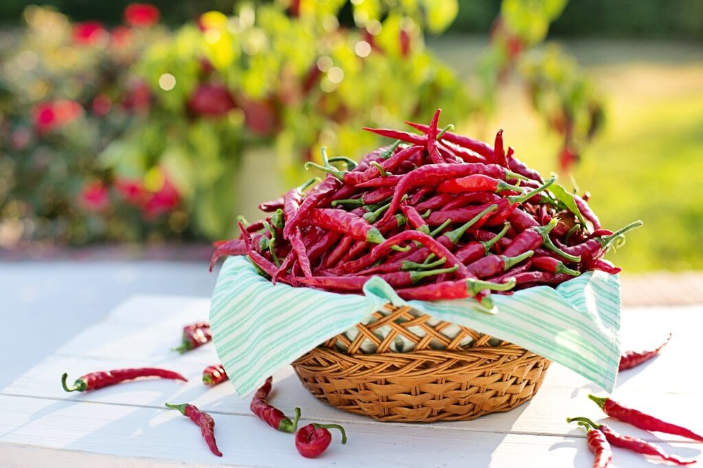 Cayenne pepper plant with bright red peppers in a garden setting.