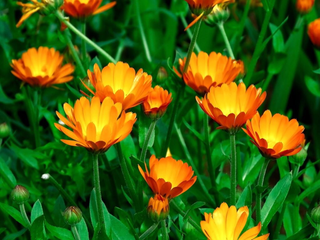 Calendula plant with vibrant orange flowers in a garden setting.