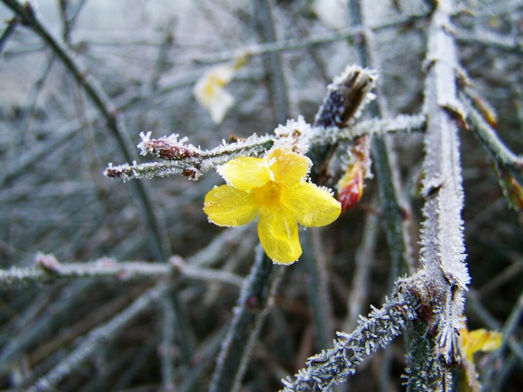 Winter Jasmine in bloom during winter