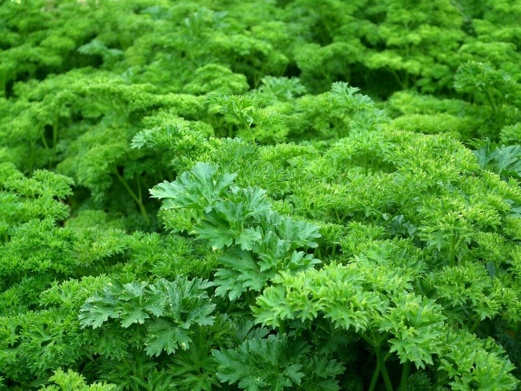 Parsley plant with lush green leaves in a garden setting.