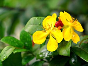 Healthy foliage of St. John’s Wort with vibrant yellow blooms.