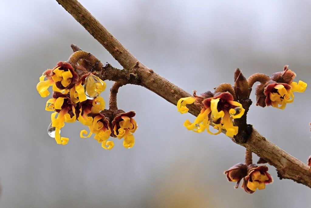 Witch Hazel shrub with spidery yellow flowers in a garden setting.