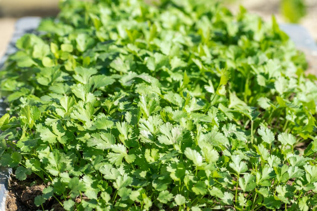 Aromatic cilantro and parsley in rustic terracotta pots