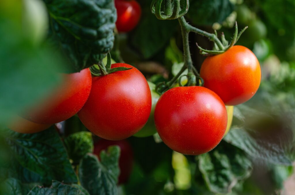 A beautiful fall garden with various vegetables