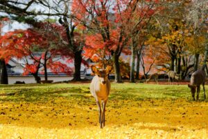 Friendly deer roaming freely in Nara Park with Todaiji Temple in the background, showcasing the park’s serene and historic atmosphere.