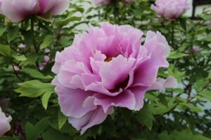 2025’s trending flowers: vibrant peonies, dahlias, and wildflowers in a colorful garden setting.